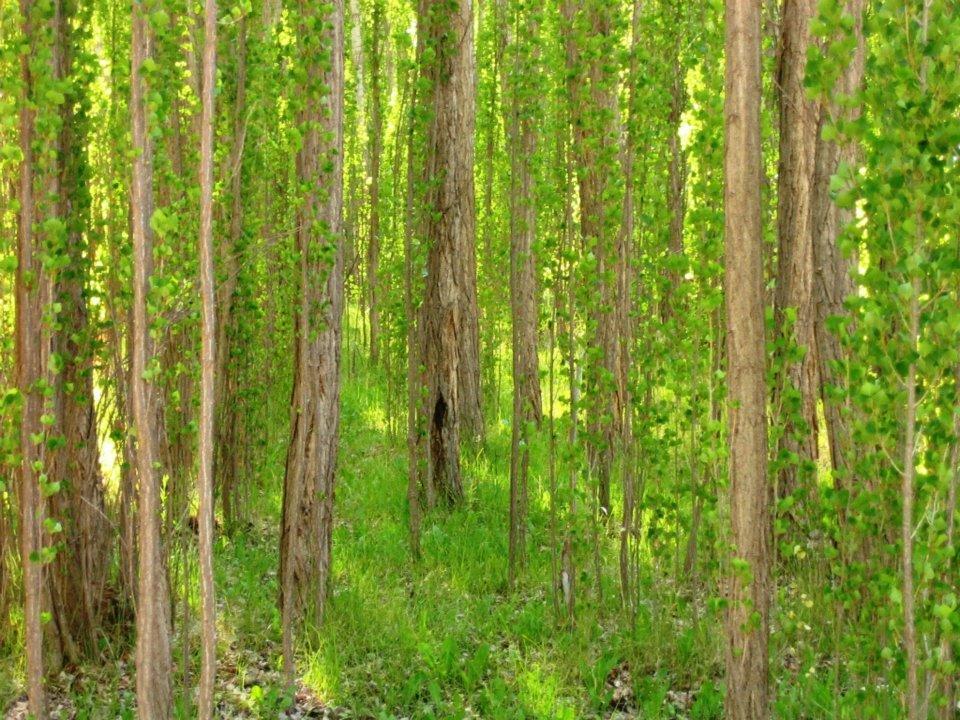 Terrazas En El Bosque Cabanas Маларгуе Екстер'єр фото