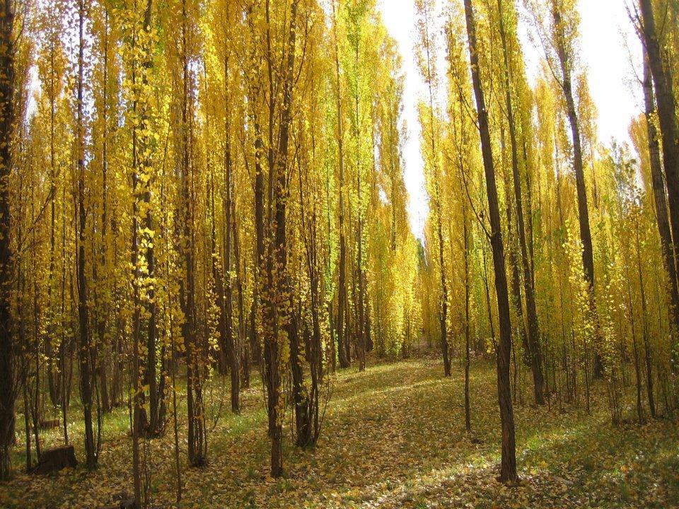 Terrazas En El Bosque Cabanas Маларгуе Екстер'єр фото